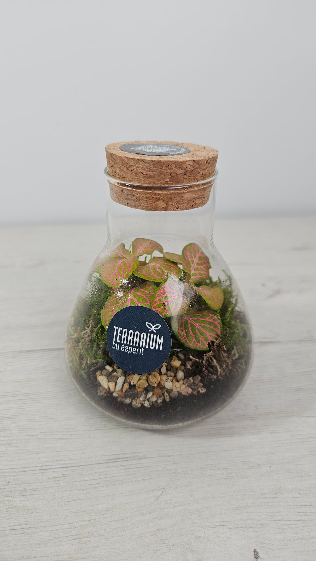 Terrario en botella con fittonia (Fittonia verschaffeltii), planta de interior decorativa