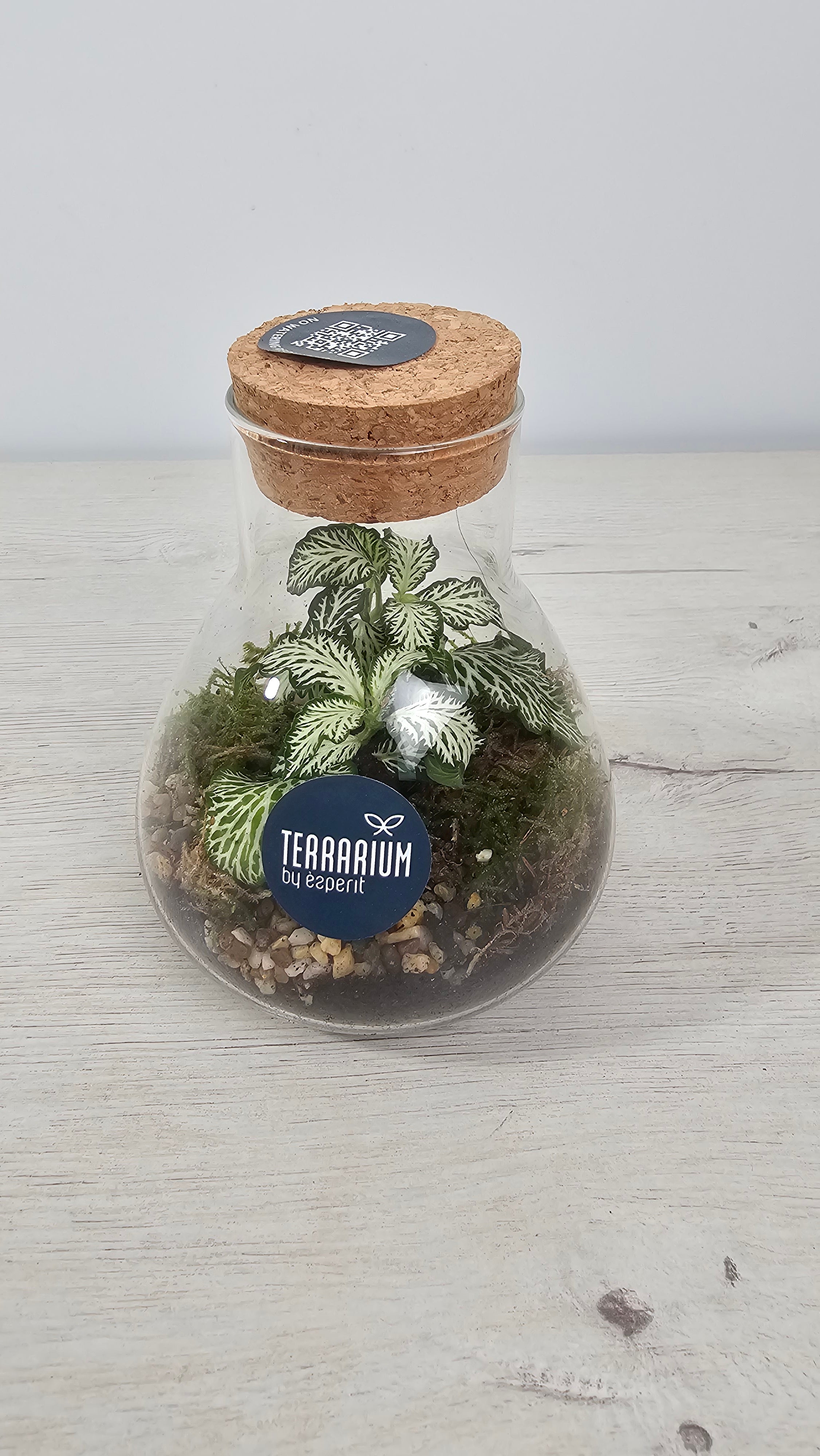 Fittonia en terrario de cristal, hojas con nervaduras marcadas y look tropical