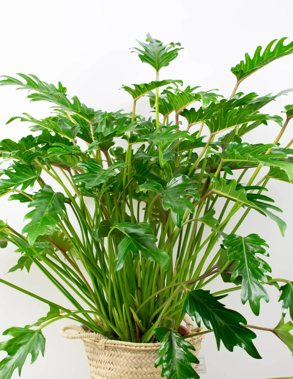  Thaumatophyllum xanadu en maceta, follaje verde brillante y crecimiento en mata