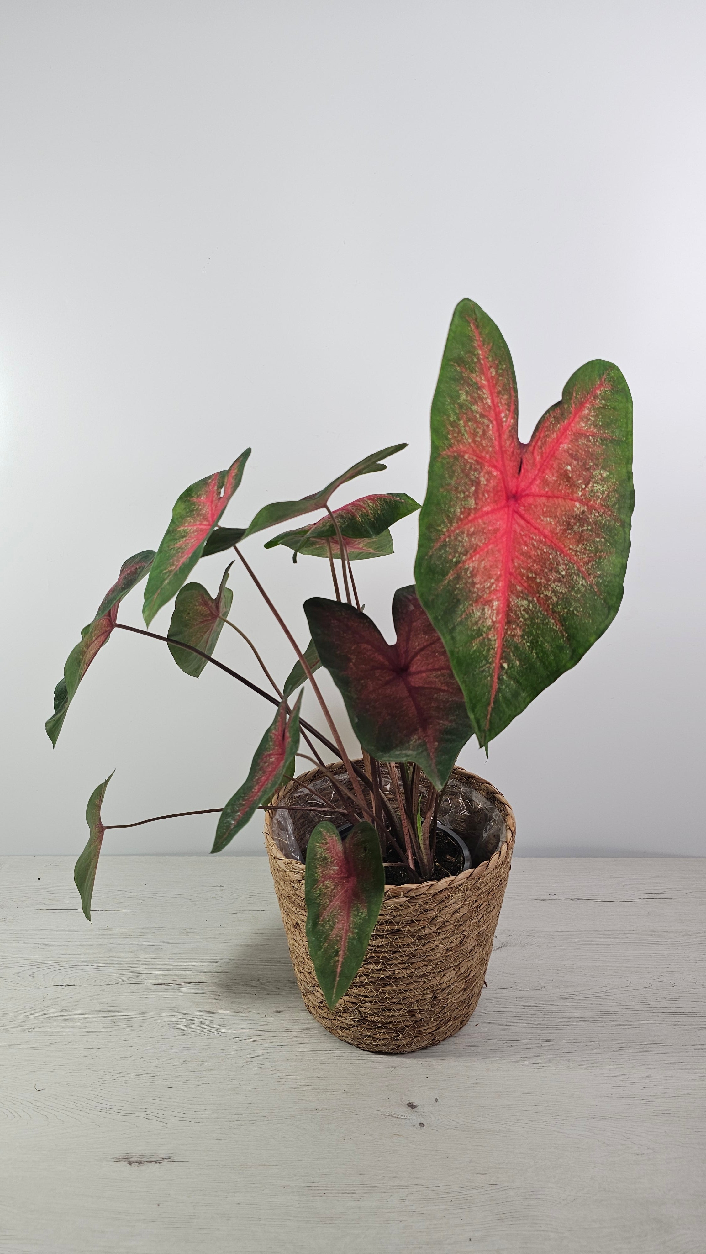Red flash caladium venta online