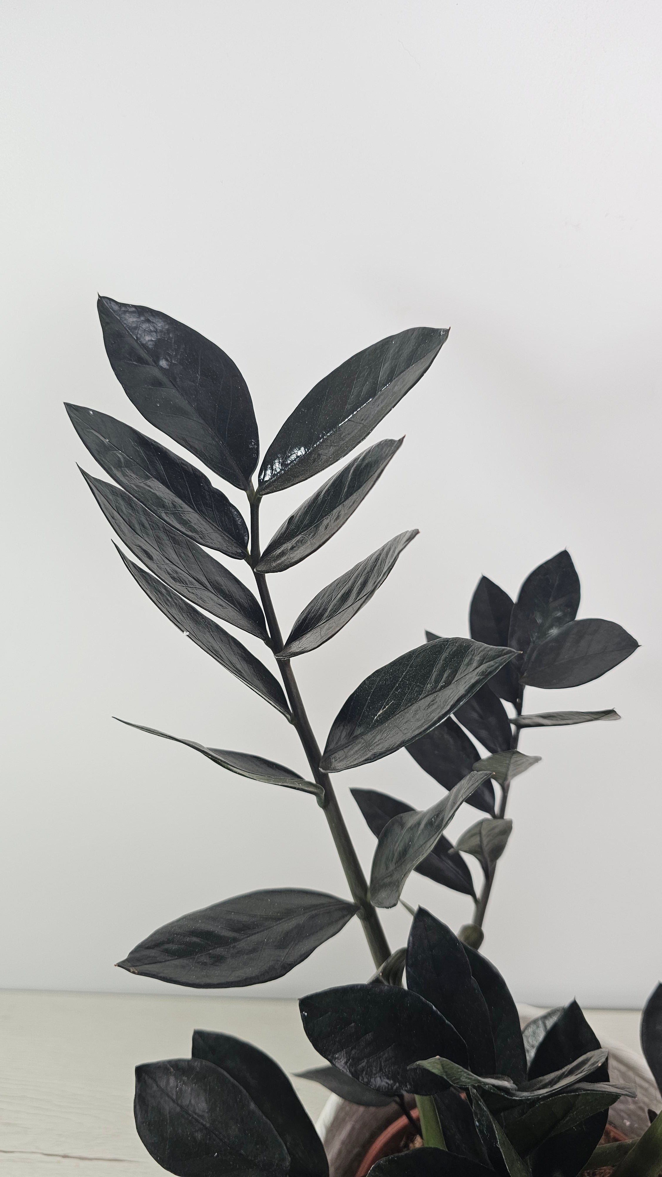 Zamioculca Raven planta de interior con hojas negras brillantes